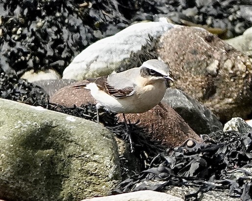 wheatear